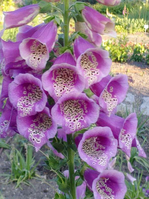 Digitalis_pink_800x800_80KB.jpg