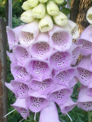 Digitalis_rosa_800x800_80KB.jpg