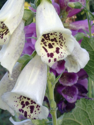 Digitalis_wei_800x800_80KB.jpg