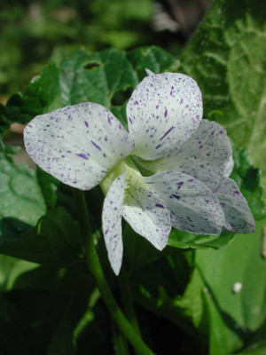 Viola_sororia_Freckles.jpg