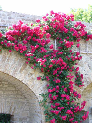 Rose_A_800x800_80KB.jpg