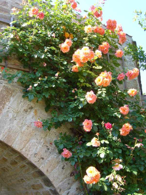 Rose_B_800x800_80KB.jpg