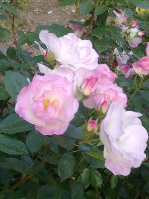 Rose_Erfurt_800x800_80KB.jpg