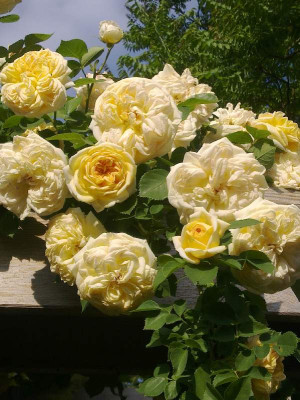 Rose_Alchymist_800x800_80KB.jpg