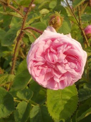 Rose_Muscosa_800x800_80KB.jpg