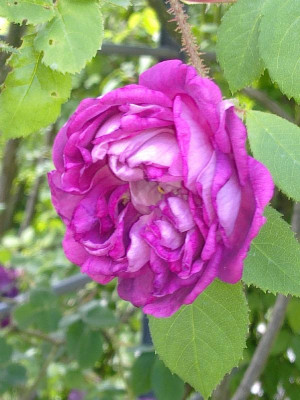 Rose_William_Lobb_800x800_80KB.jpg