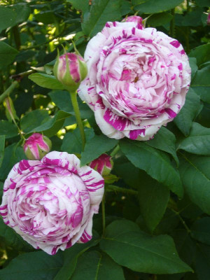 Rose_Variegata_di_Bologna_800x800_80KB.jpg