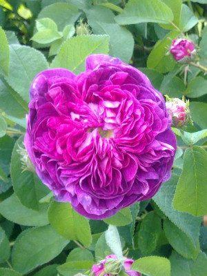 Rose_Belle_Rosine_800x800_80KB.jpg