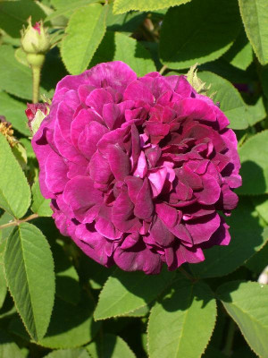 Rose_de_Meaux_800x800_80KB.jpg