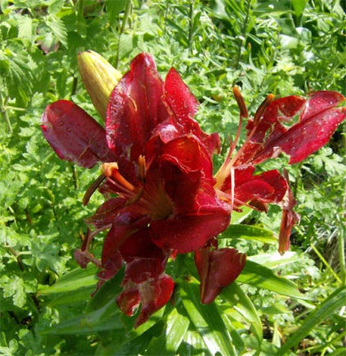 lilie-zerschossen-050611.jpg
