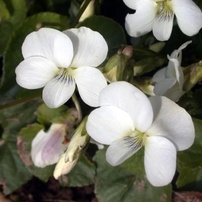 Viola_sororia_alba002.jpg