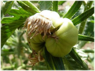 Brandywine_Red_Baby_Fruit.JPG