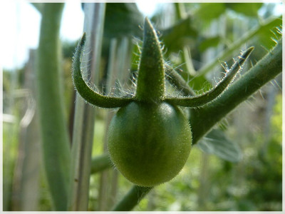 Cherrola_Baby_Fruit.JPG