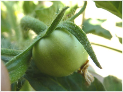 Lida_Ukrainian_Baby_Fruit.JPG