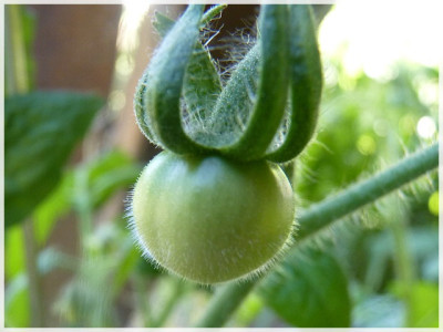 Extreme_Bush_Baby_Fruit.JPG