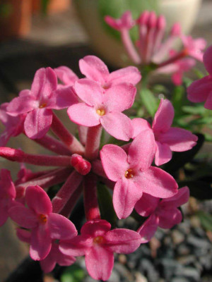 Daphne_cneorum_Praha.jpg
