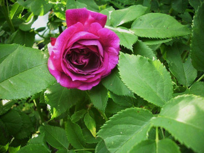 2011_palais_biron_-__purple_lodge.jpg