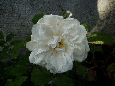 2011_mme_georges_bruant.jpg