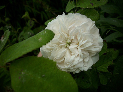 2011_mme_hardy.jpg