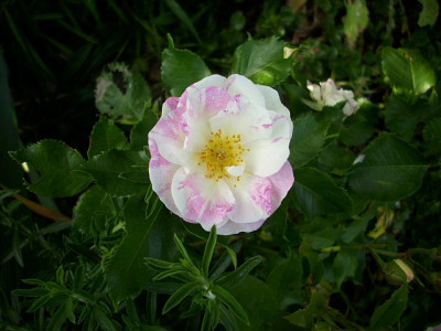 2011_sorbet_framboise.jpg