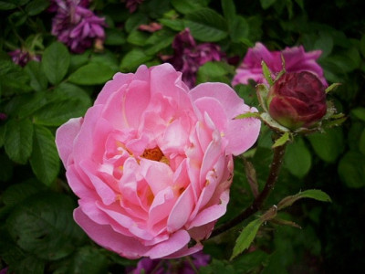 2011_constance_spry.jpg