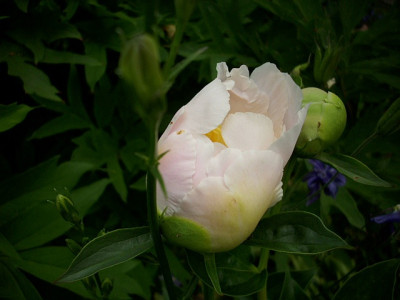 2011_okushimo_offnende_knospe.jpg