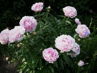 2011_sarah_bernhardt.jpg