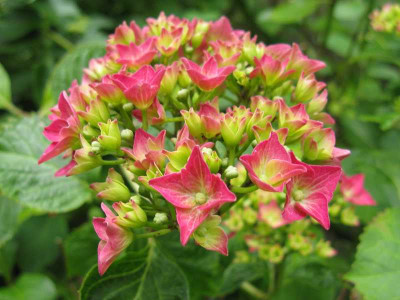 Hydrangea_macrophylla_Leuchtfeuer_2011.jpg