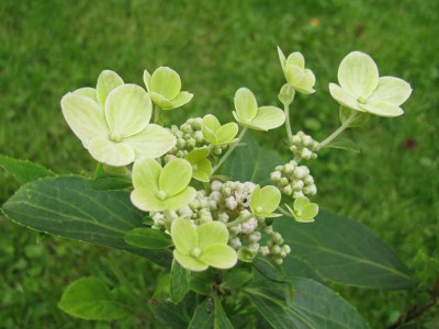 Hydrangea_paniculata_Dharuma_2011.jpg