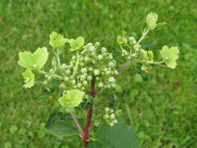 Hydrangea_paniculata_Wims_Red__2011.jpg