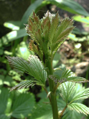 Gillenia_trifoliata_Austrieb.jpg