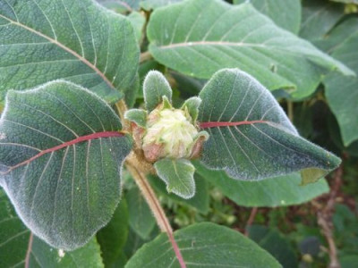 Hydrangea_aspera_Gruppe_1_fars_2011.jpg