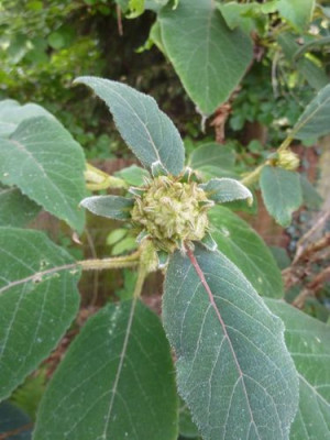 Hydrangea_aspera_Gruppe_2_fars_2011.jpg