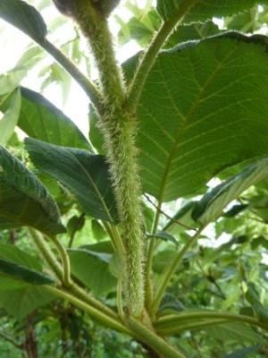 Hydrangea_aspera_Gruppe_3_fars_2011.jpg