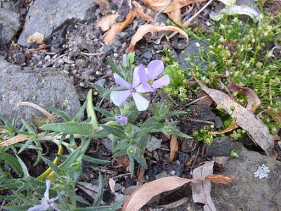 Phlox_subulata_fars_2011.jpg