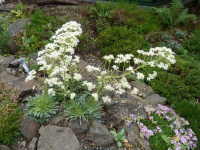 Saxifraga_longifolia_Hybride_fars_2011.jpg