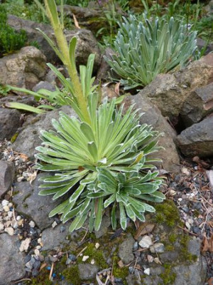 Saxifraga_longifolia_Hybride__2_fars_2011.jpg