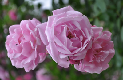 Johanna_Roepcke_f_0011__6493.jpg