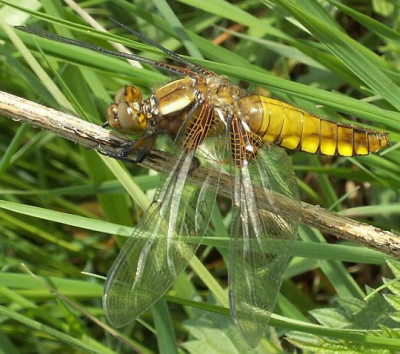 Libellula_depressa_-_Plattbauch_w08.jpg