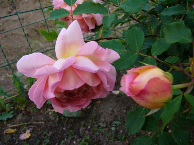 P1010547_Medium.JPG