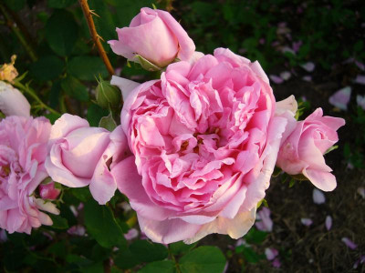 P1010552_Medium.JPG