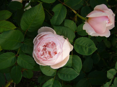 P1010558_Medium.JPG
