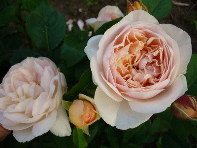 P1010568_Medium.JPG