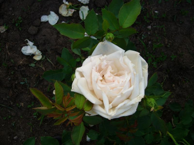 P1010562_Medium.JPG