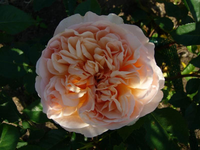 P1010606_Medium.JPG
