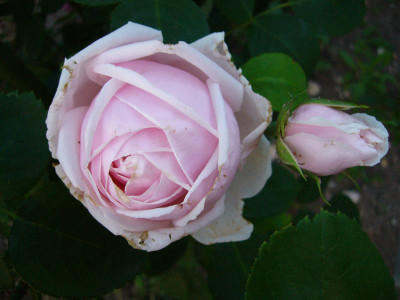 P1010626_Medium.JPG