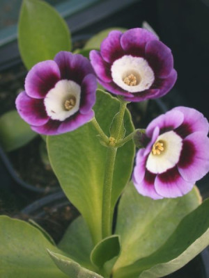 Primula_auricula_Mandarin_1002.jpg