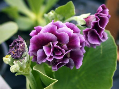 Primula_auricula_Rose_Conjoo_1002.jpg