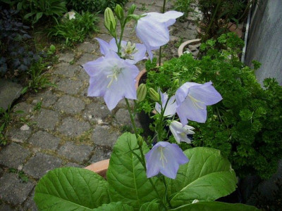 2011_glockenblume_hellblau.jpg