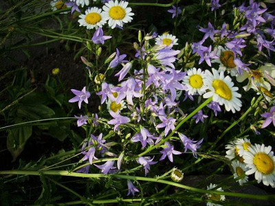 glockenblume_mit_margerite.jpg